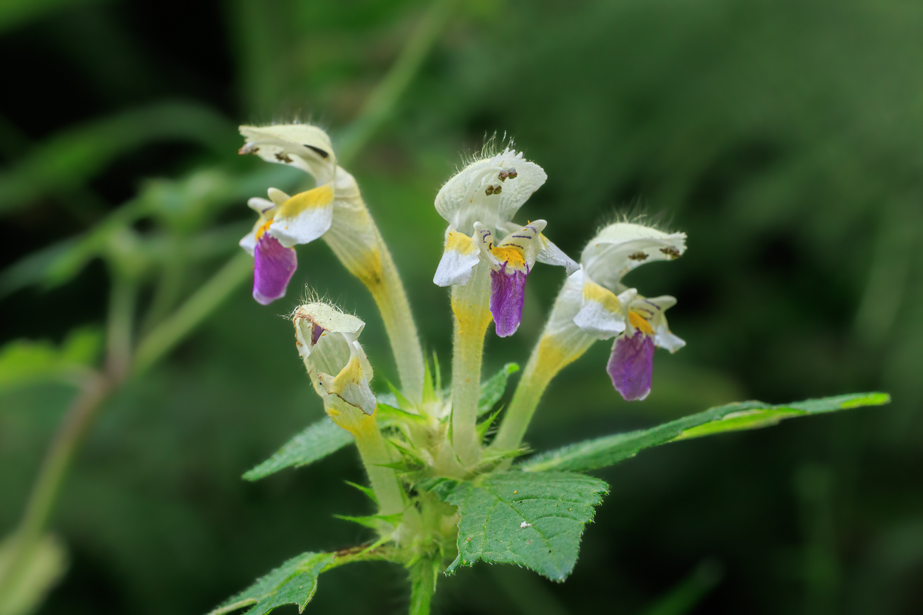 Bunter Hohlzahn [Galeopsis speciosa]