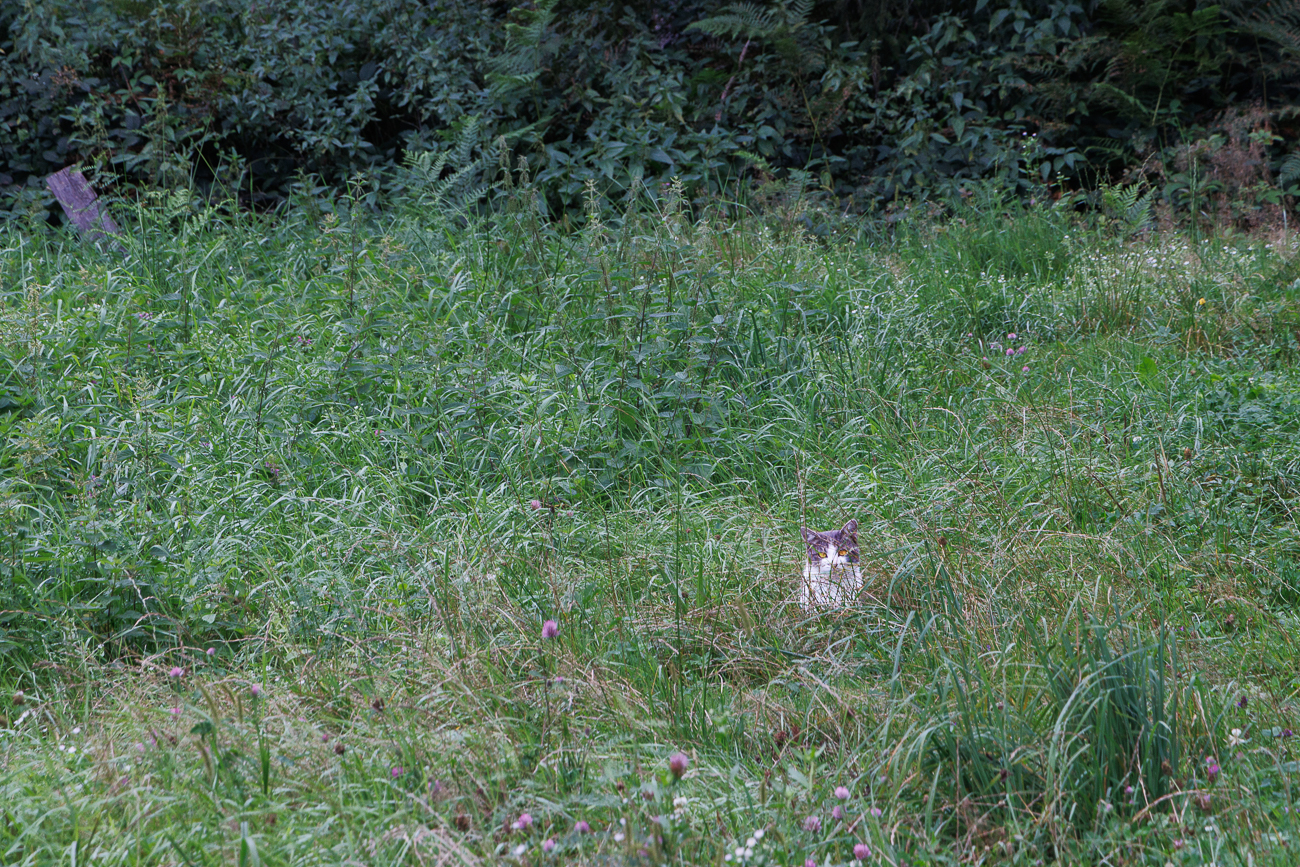 Katze im Gras