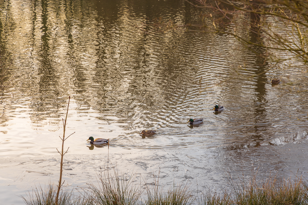 Den Stockenten ist das egal ;-)