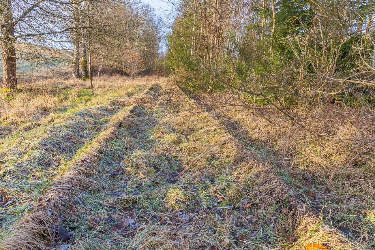 Zugewachsene Eisenbahnschienen