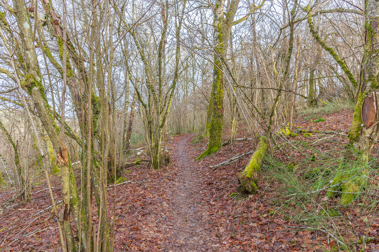 Totholz am Wegesrand ...