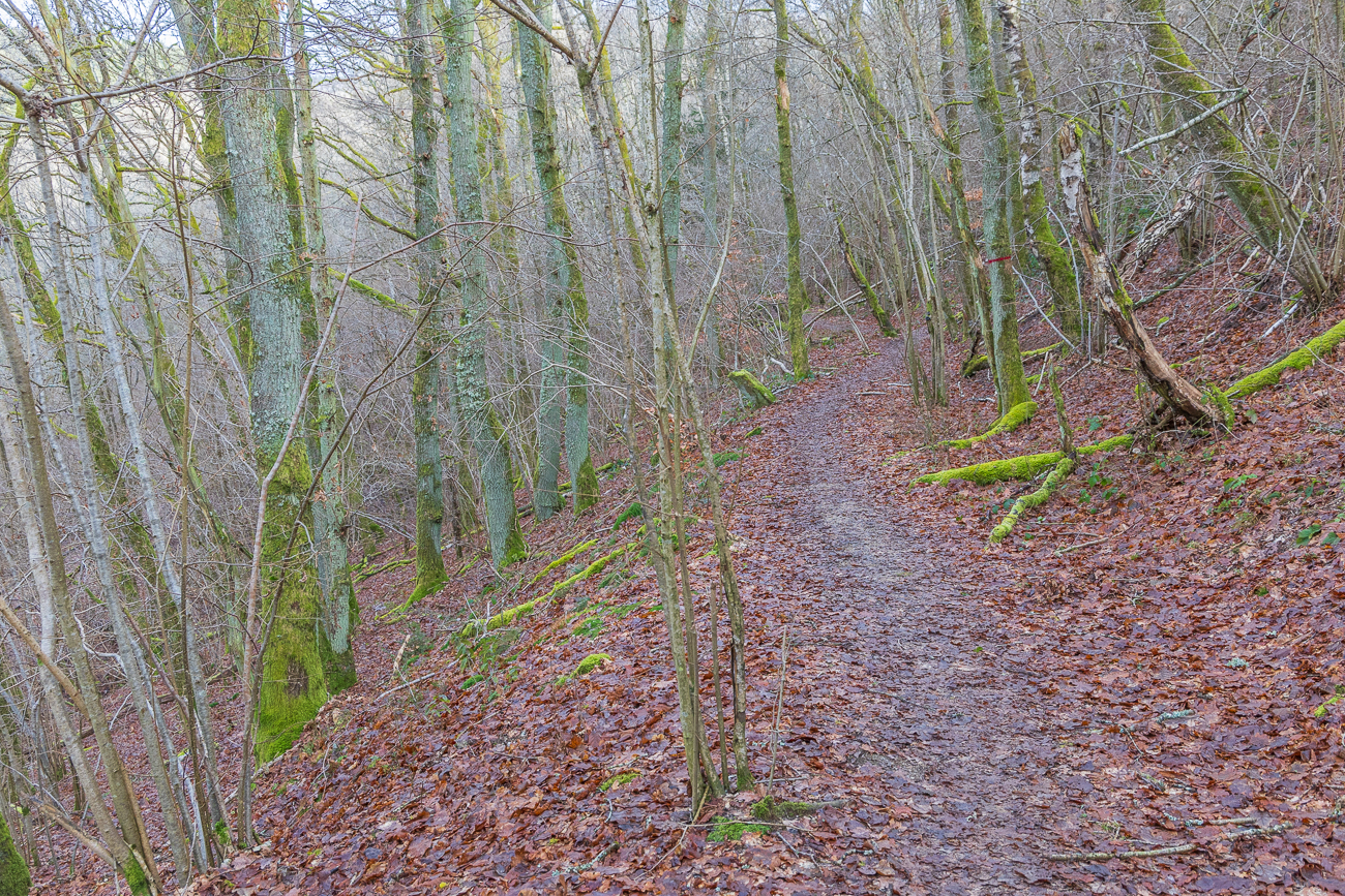 ... zum Großteil mit Moos überzogen