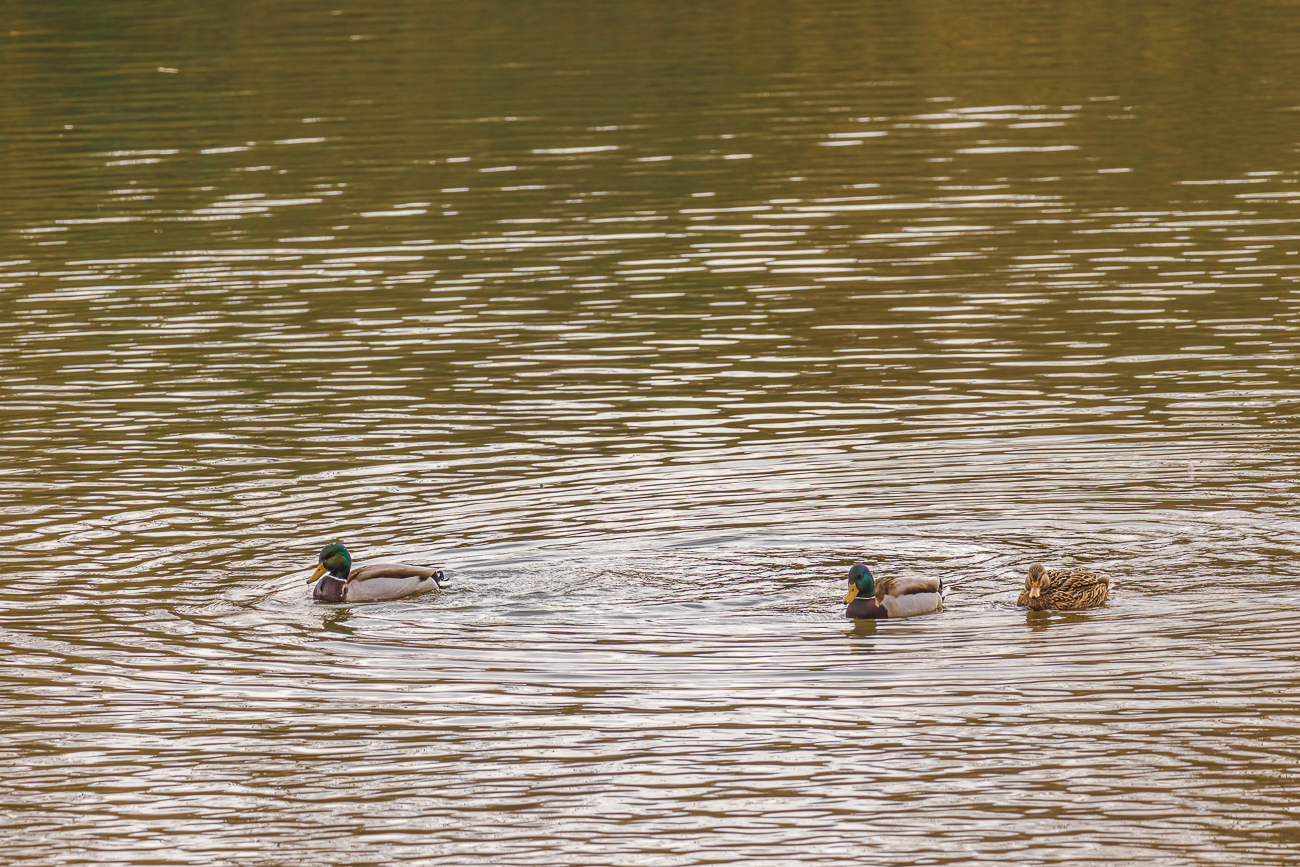 Zurück am Kurpark-Teich