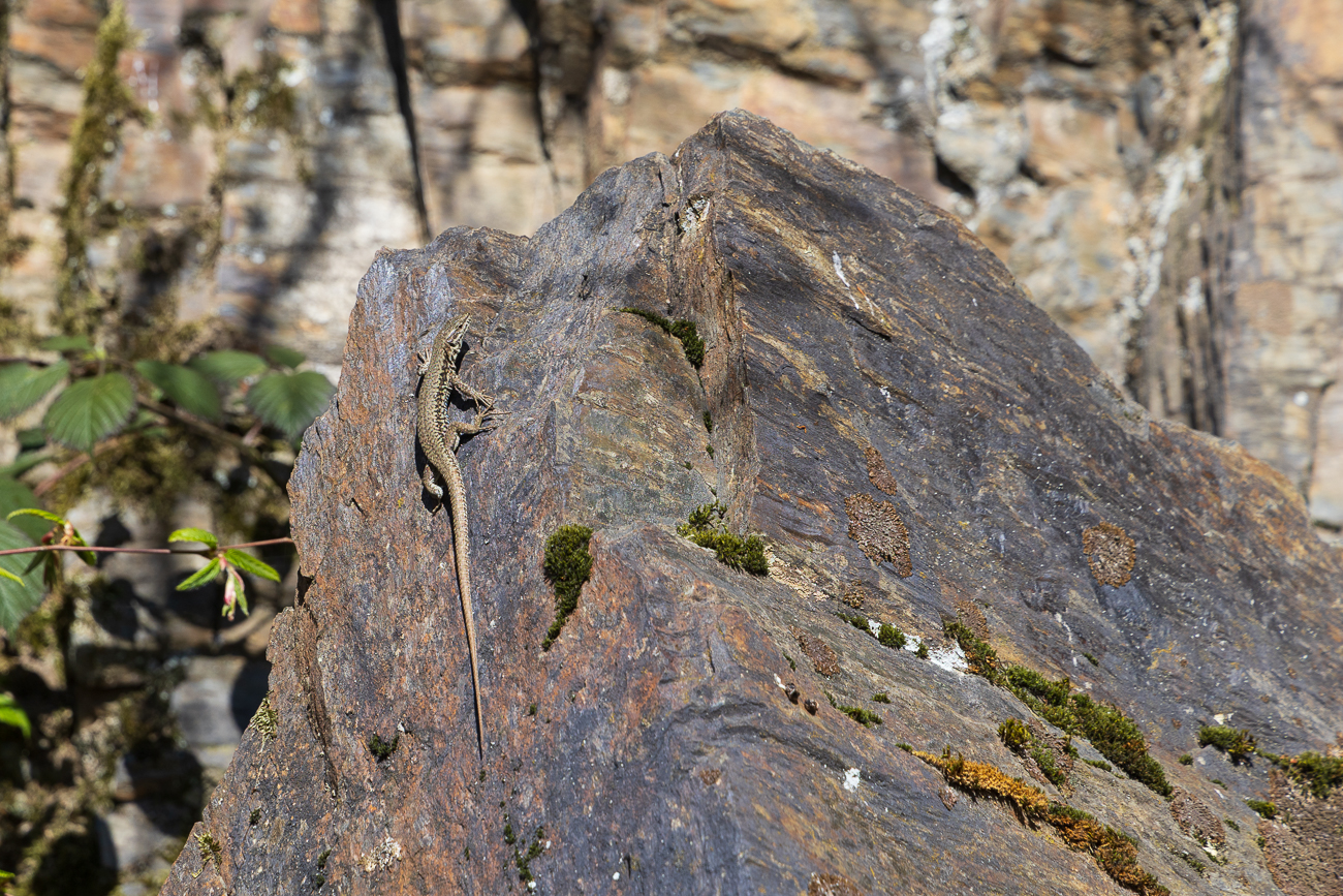 Mauereidechse [Podarcis muralis]