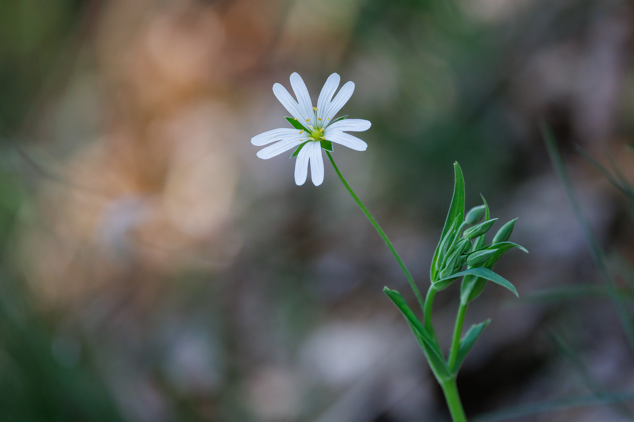 Große Sternmiere [Rabelera holostea]