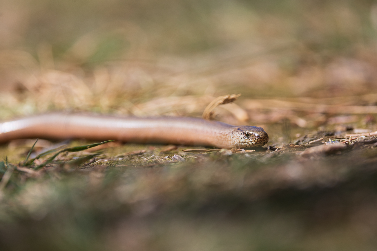 Westliche Blindschleiche [Anguis fragilis]