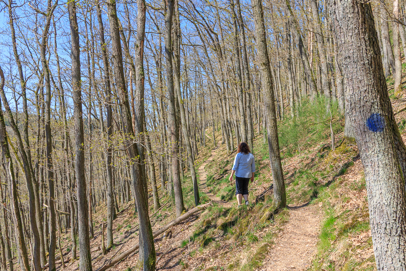 Schöner Pfad durch den sonnendurchfluteten Wald