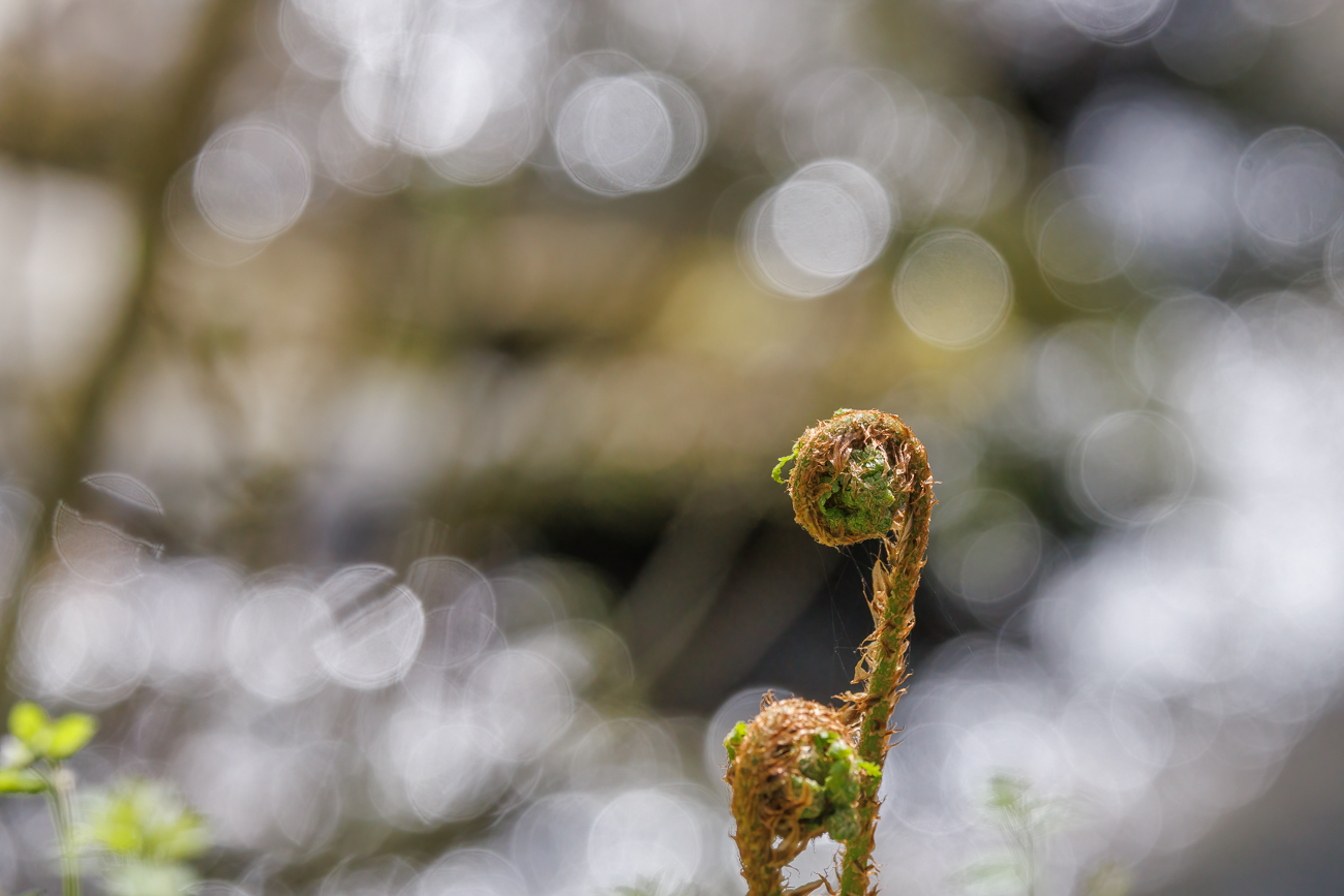 Gewöhnlicher Wurmfarn [Dryopteris filix-mas]