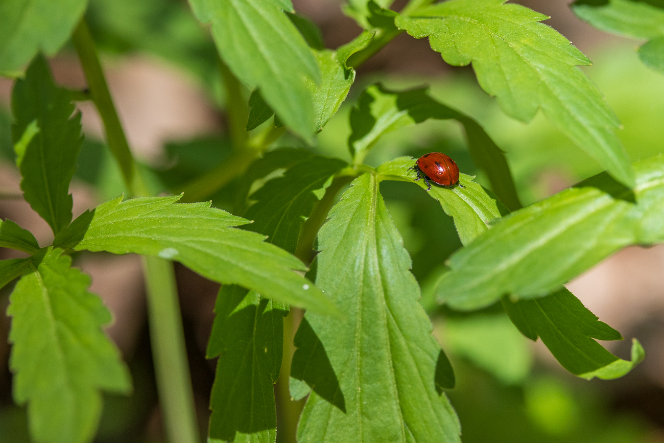 Marienkäfer, nicht näher bestimmt