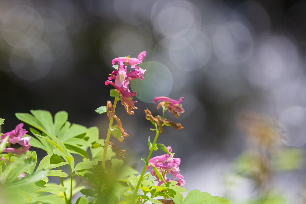 Fester Lerchensporn [Corydalis solida]