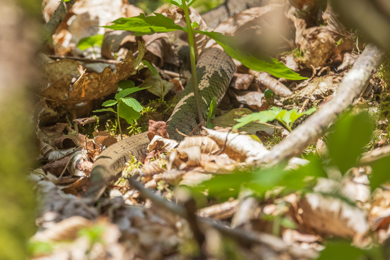 Wahrscheinlich eine Ringelnatter [Natrix natrix] ...