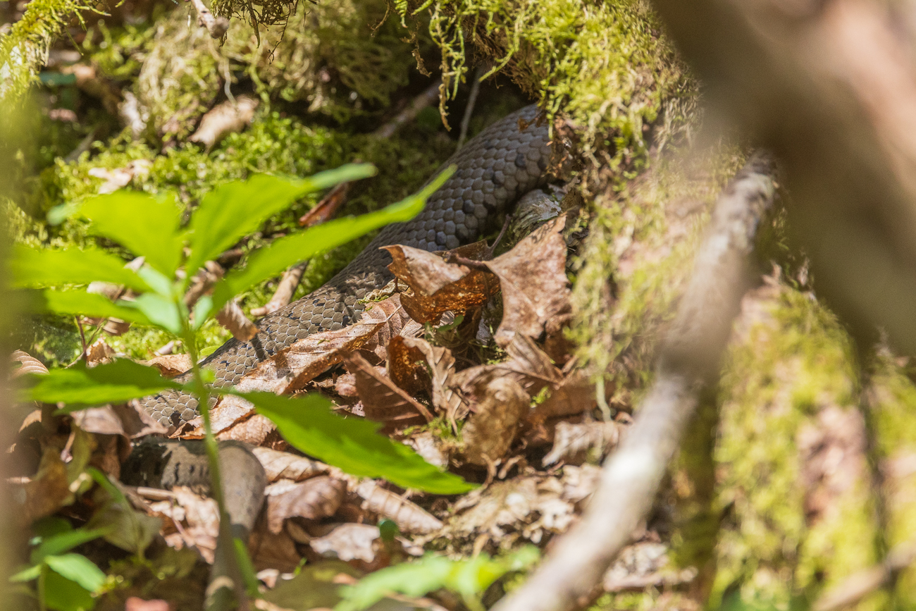 ... die sich hier versteckt hat