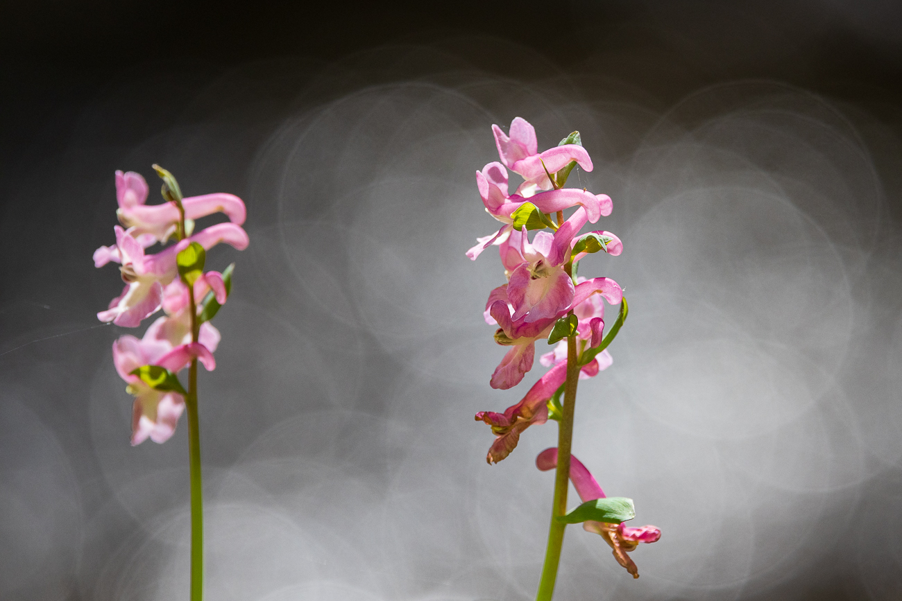 Fester Lerchensporn [Corydalis solida]