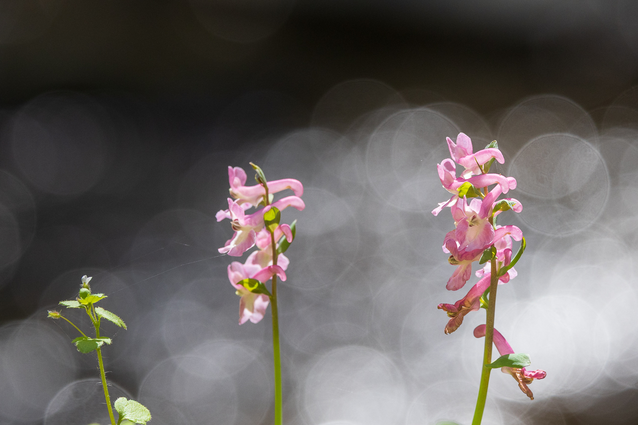 Fester Lerchensporn [Corydalis solida]