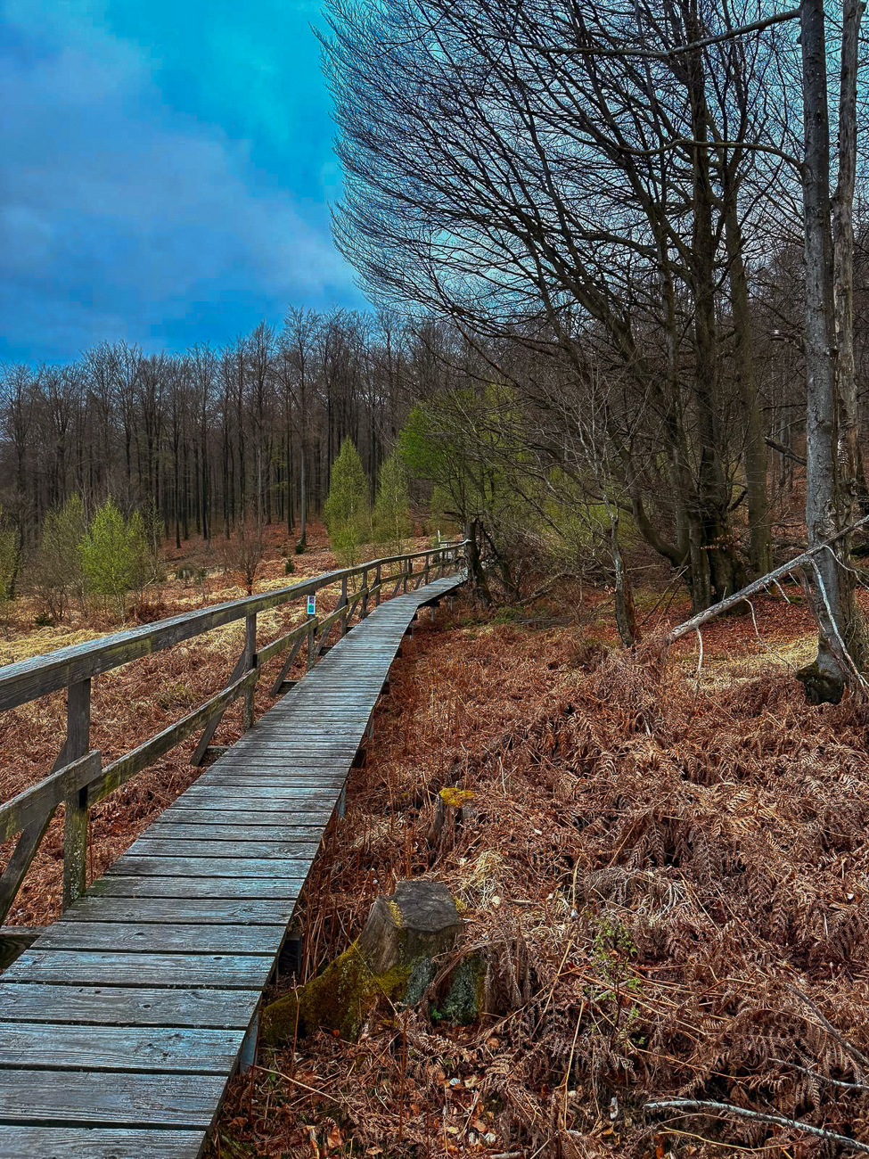 Holzbohlenweg durch das Moor