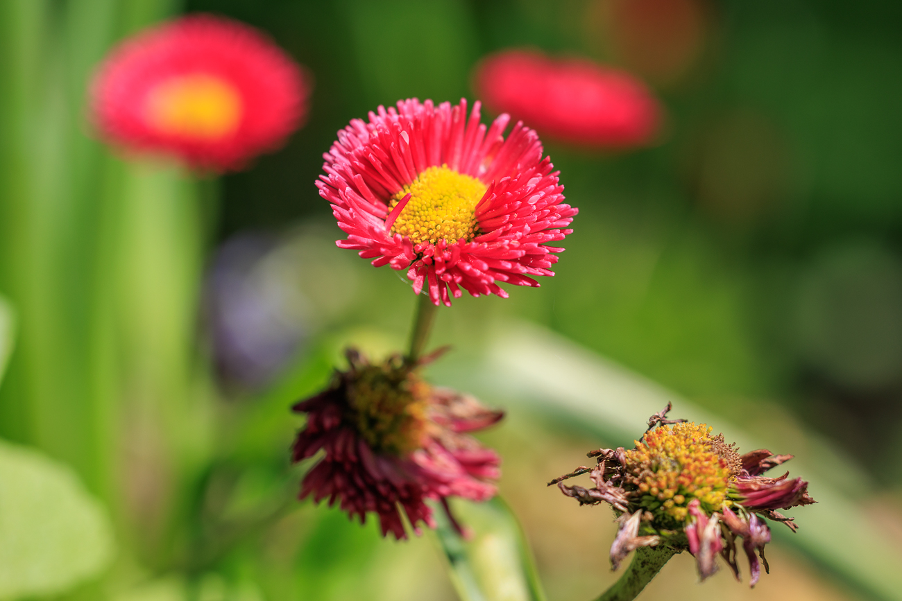 Sommeraster [Callistephus chinensis]