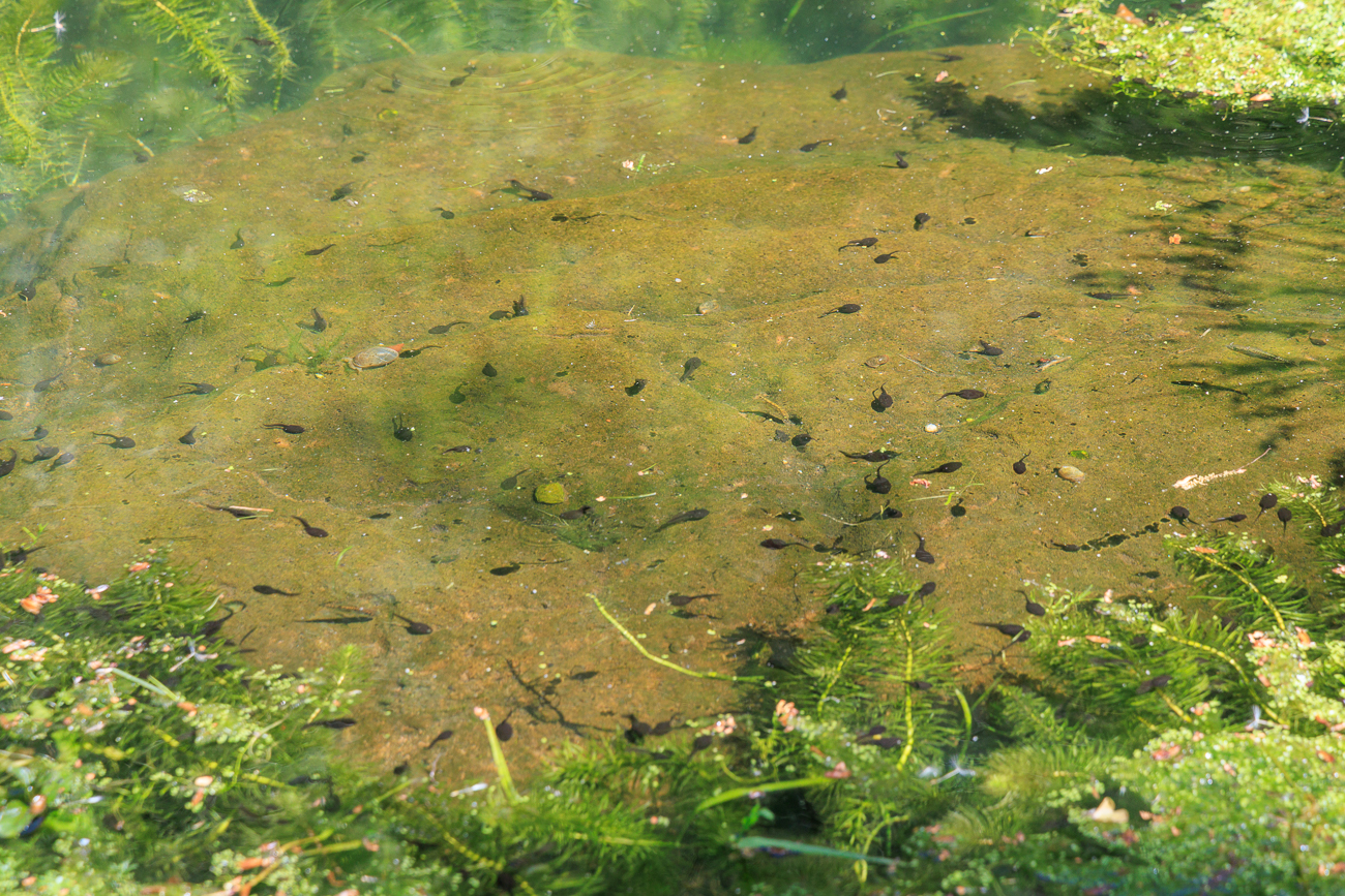 Zahlreiche Kaulquappen in einem Teich ...