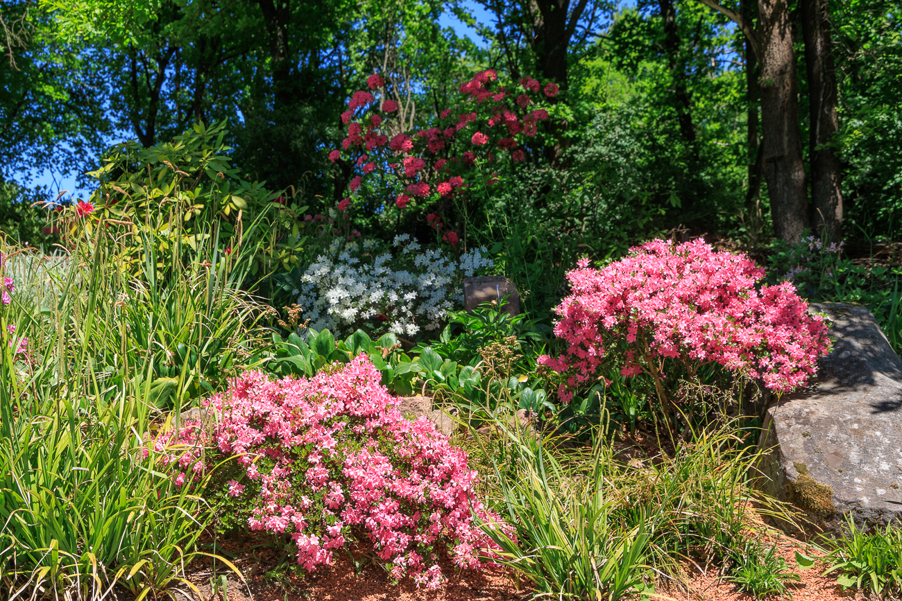 Almenrausch [Rhododendron hirsutum]