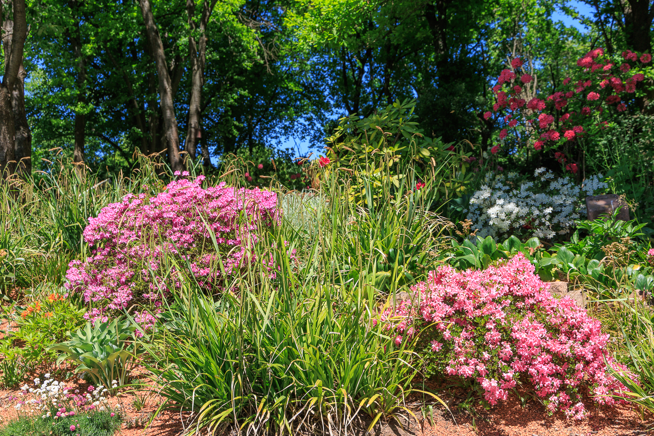 ... weiter hinten noch andere Arten