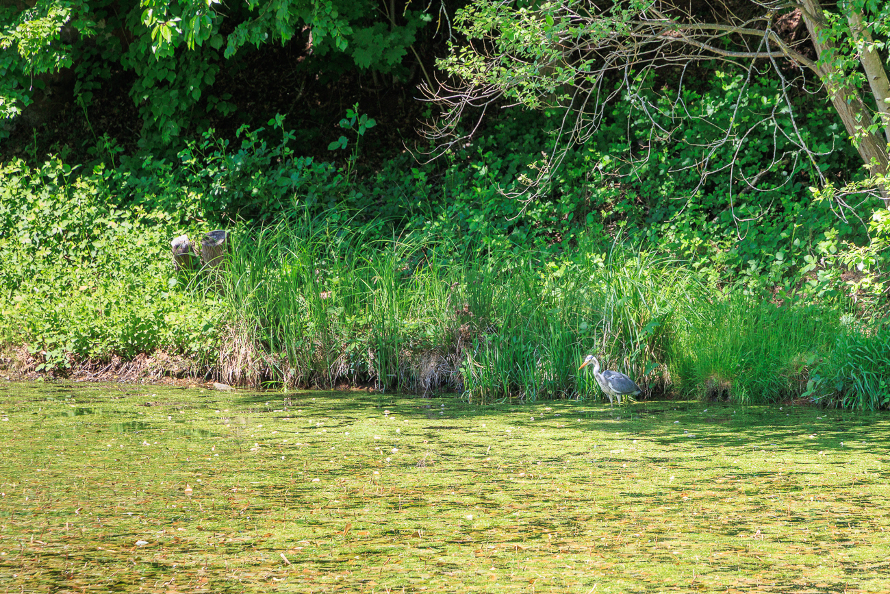 ... doch ein Graureiher wird deren Zahl wohl reduzieren :-(
