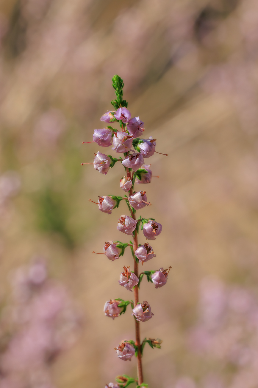 Heidekraut [Calluna vulgaris]