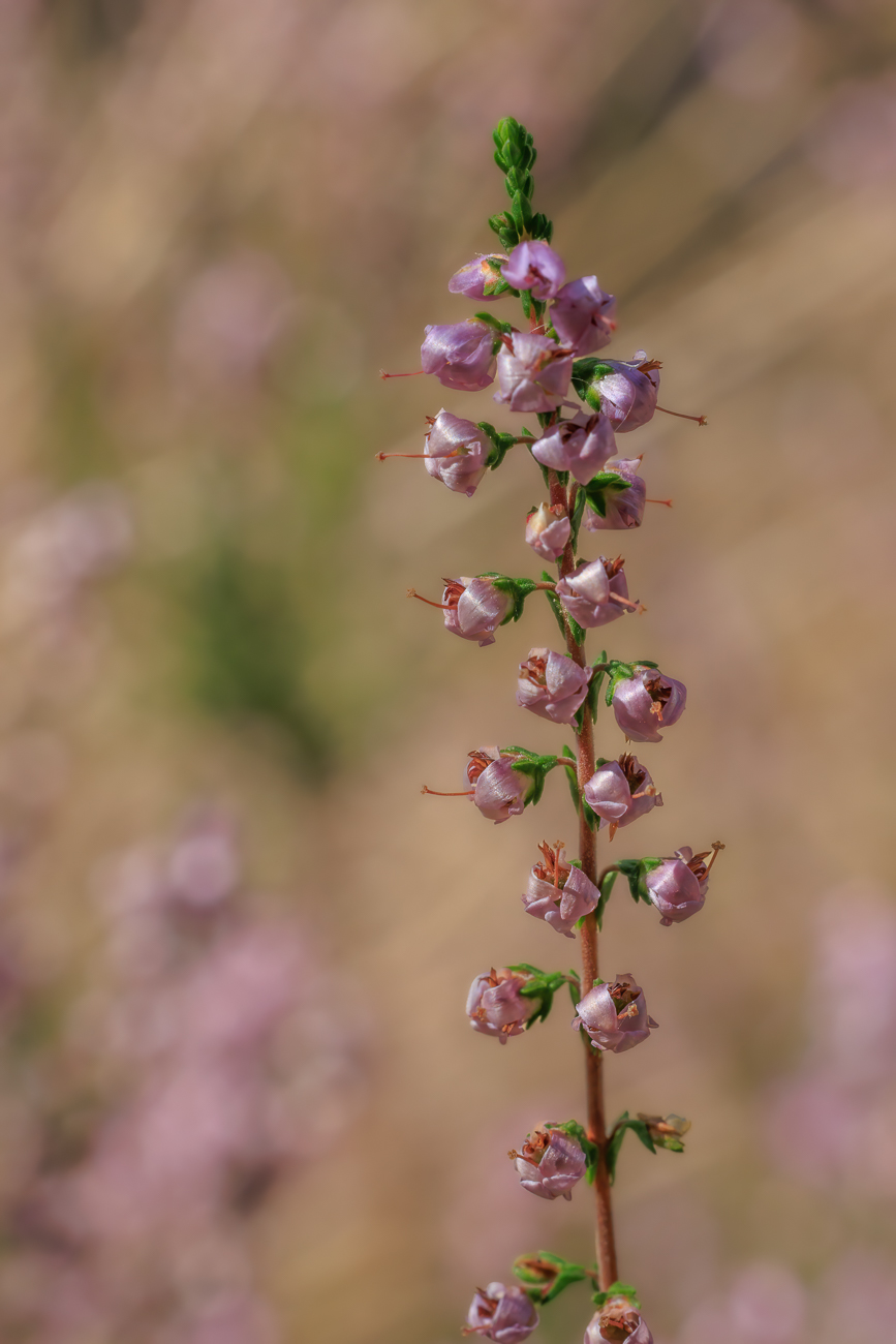 Heidekraut [Calluna vulgaris]