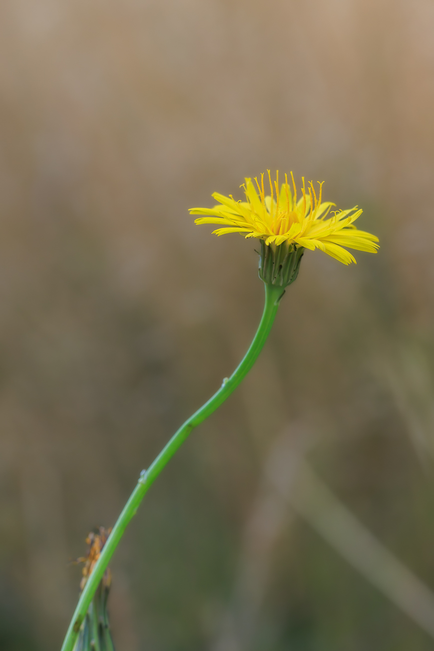 Kahles Ferkelkraut [Hypochaeris glabra]
