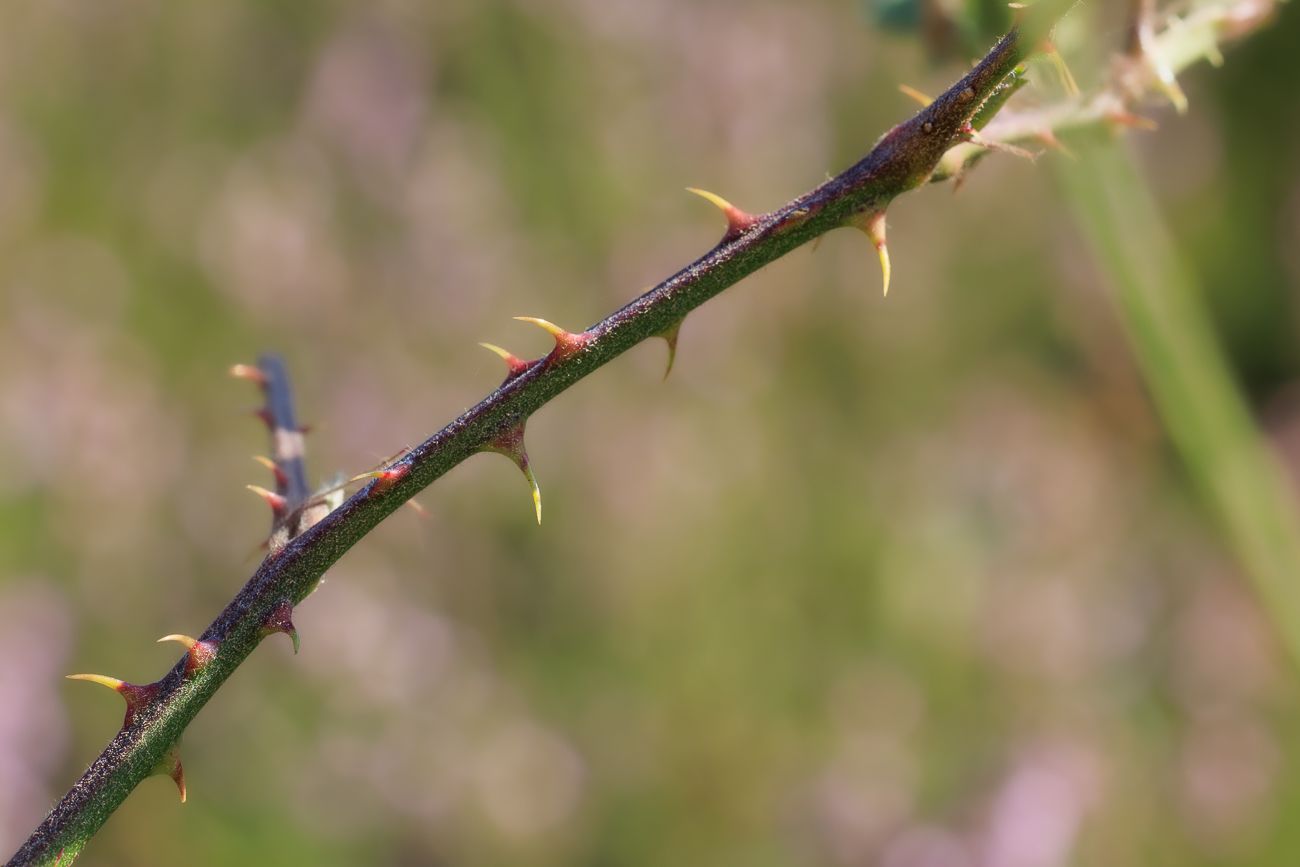 Ulmenblättrige Brombeere [Rubus ulmifolius Schott] ...