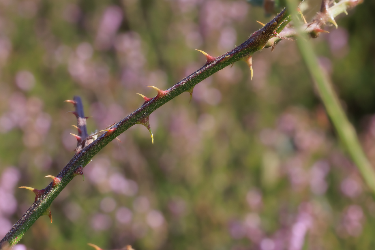 ... ganz schön stachelig