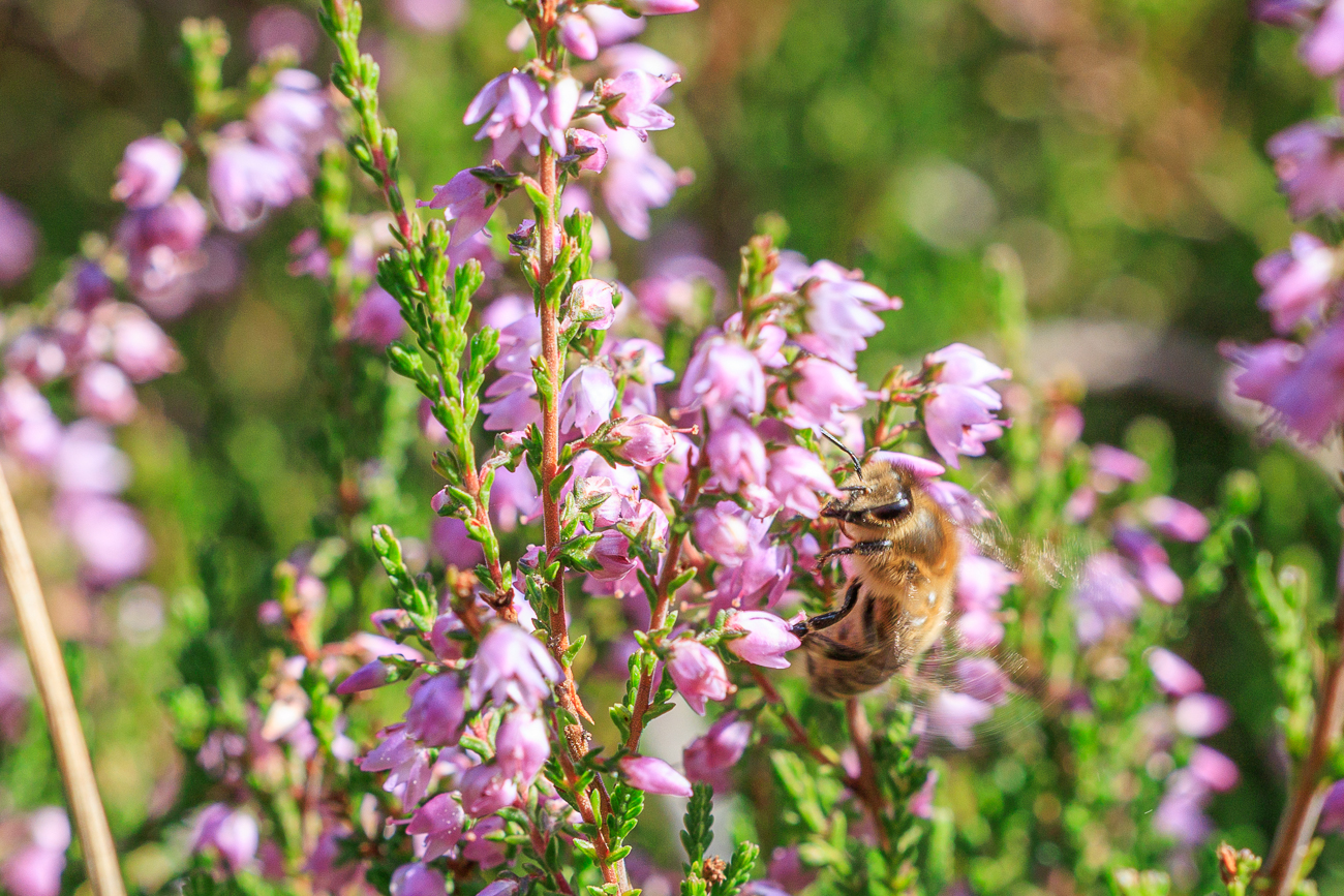 Biene an Heidekraut