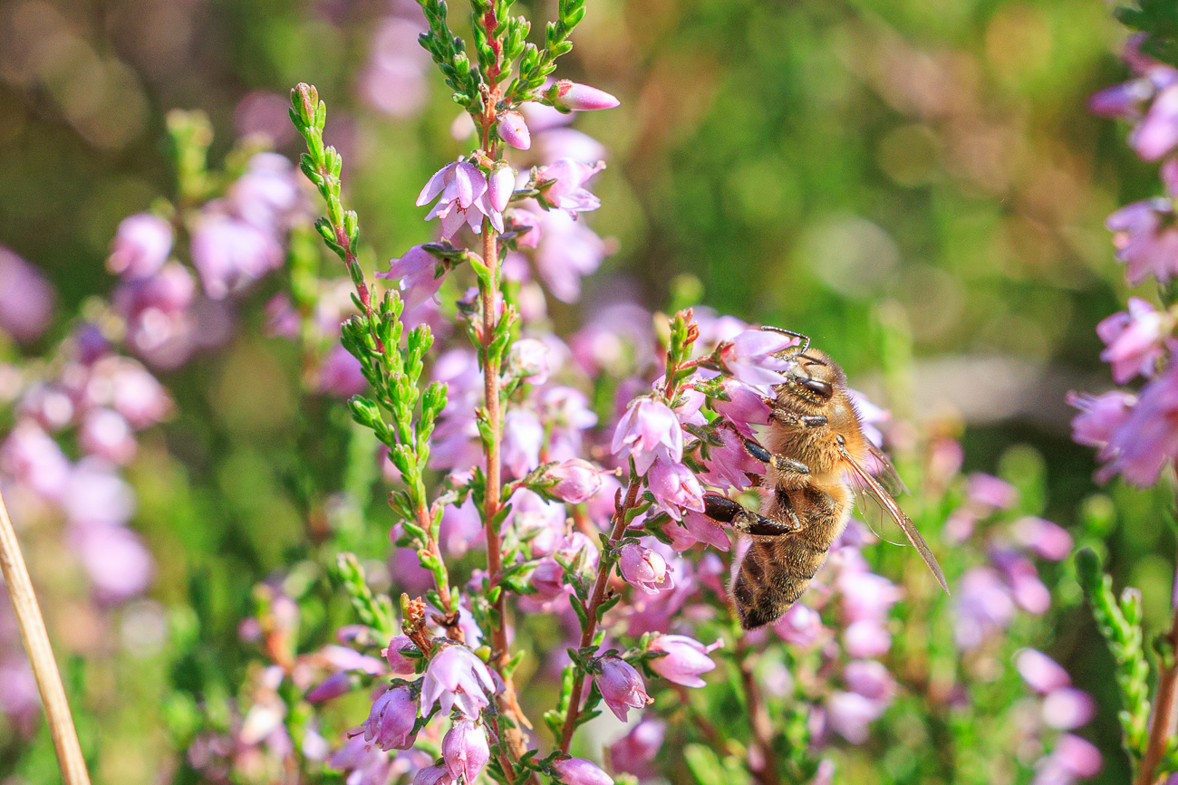 Biene an Heidekraut