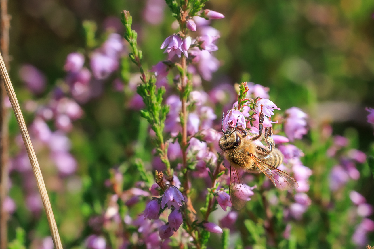 Biene an Heidekraut