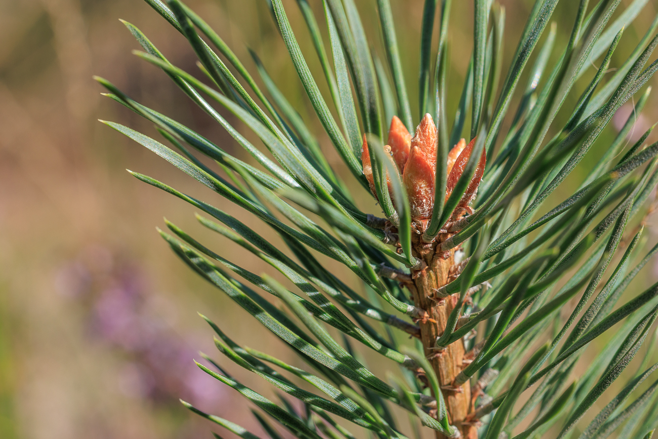 Gewöhnliche Kiefer [Pinus sylvestris]