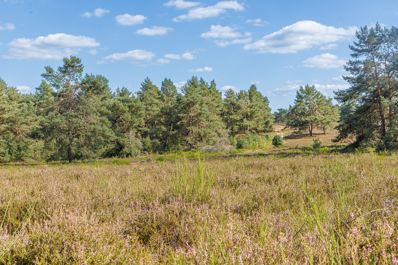 Heidelandschaft
