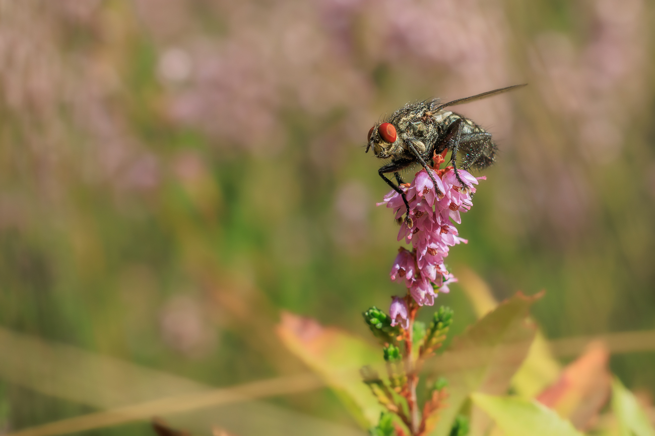 Fliege auf Heidekraut