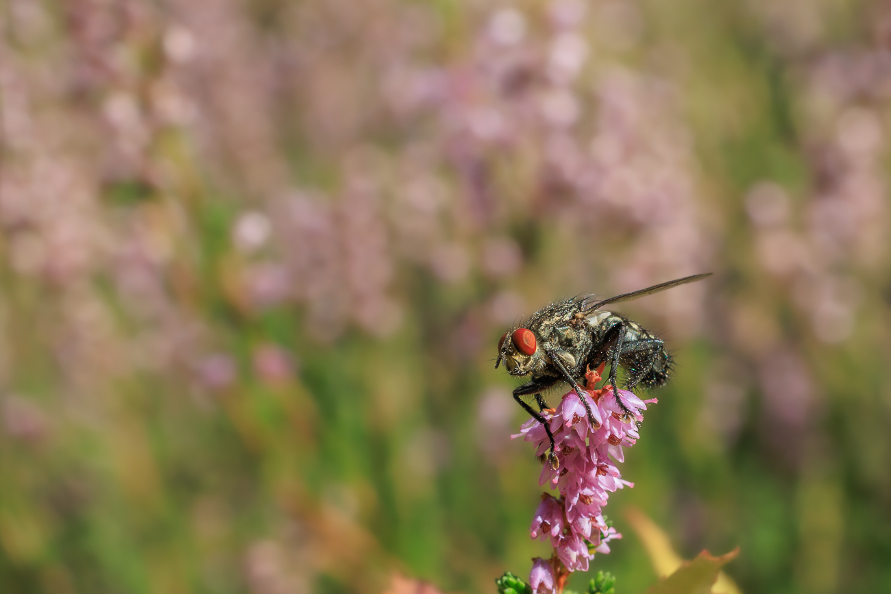 Fliege auf Heidekraut
