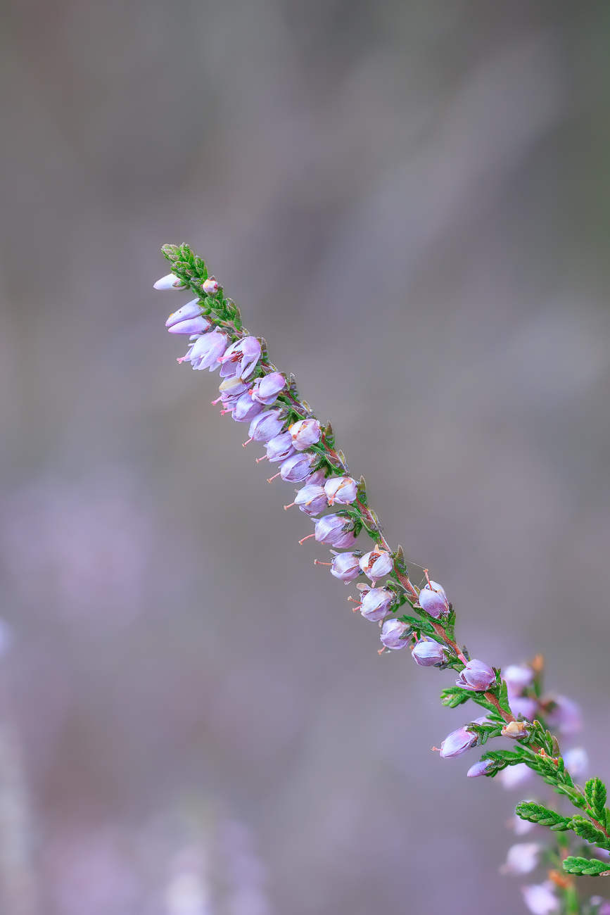 Heidekraut [Calluna vulgaris]
