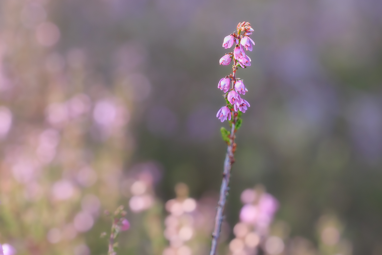 Heidekraut [Calluna vulgaris]