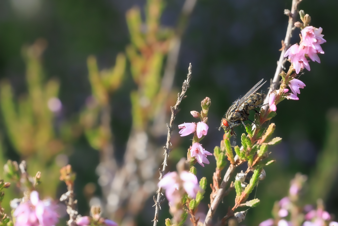 Fliege auf Heidekraut