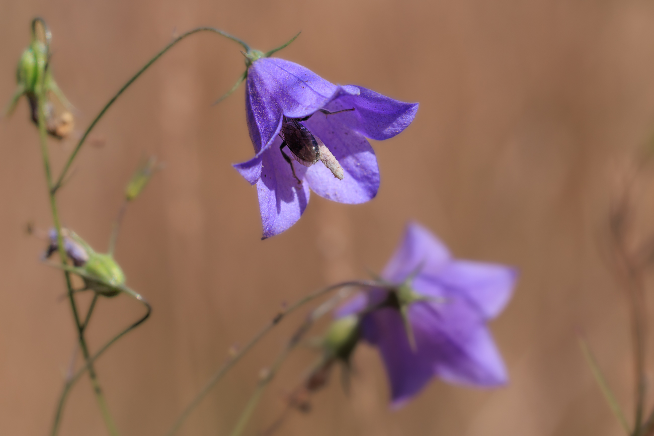 Rundblättrige Glockenblume [Campanula rotundifolia] mit Besuch