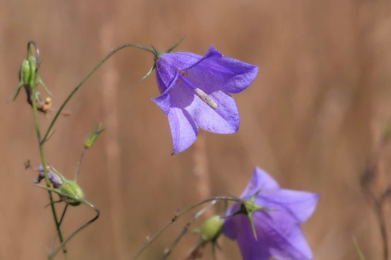 Rundblättrige Glockenblume [Campanula rotundifolia] ohne Besuch