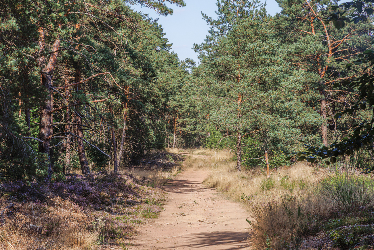Weg durch die Mehlinger Heide