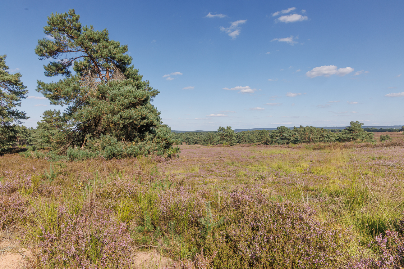 Heidelandschaft