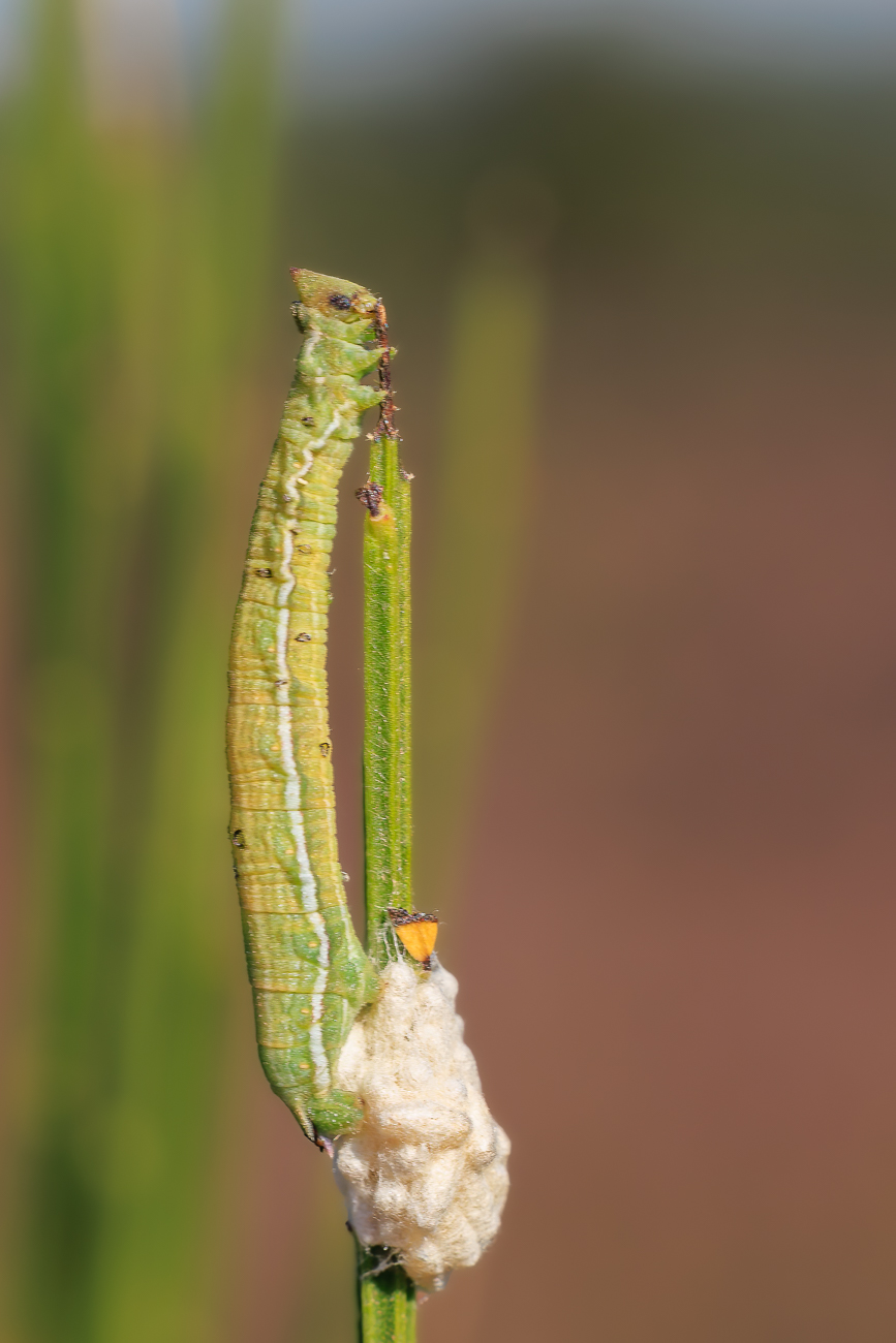 Das könnte die Raupe eines Dunkelgrauen Goldaster-Mönch [Cucullia xeranthemi] sein, ob die Kokons dazu gehören, weiß ich leider nicht