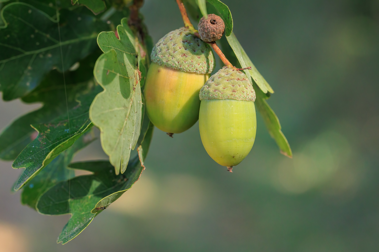 Stiel-Eiche [Quercus robur]