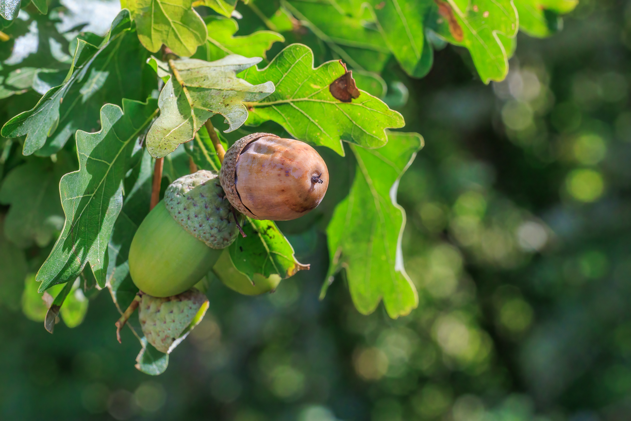 Stiel-Eiche [Quercus robur]