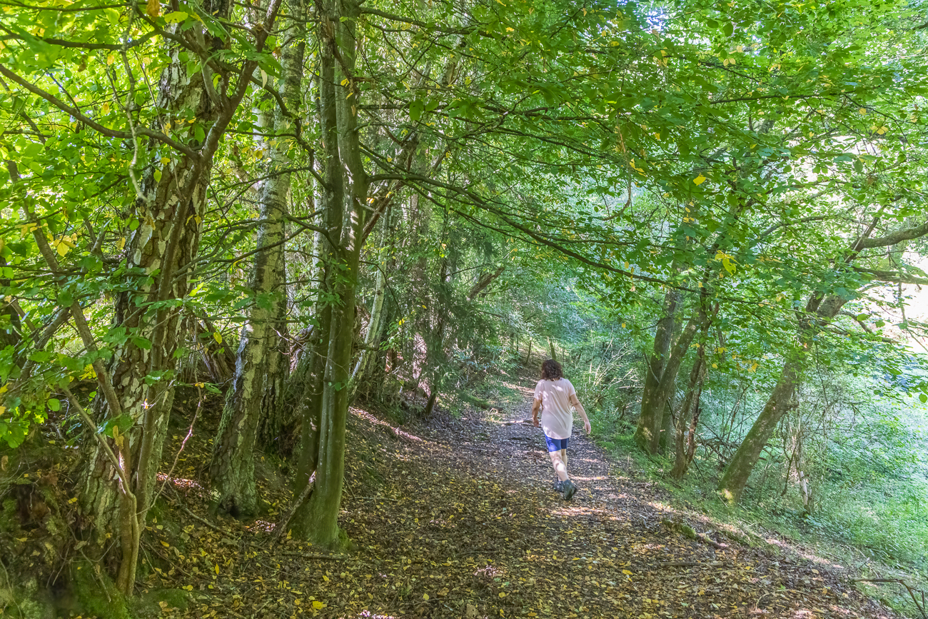 Schattiges Waldstück