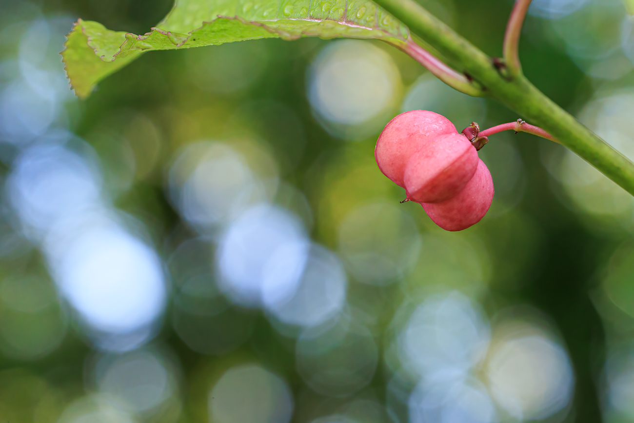 Breiblättriges Pfaffenhütchen [Euonymus latifolius]