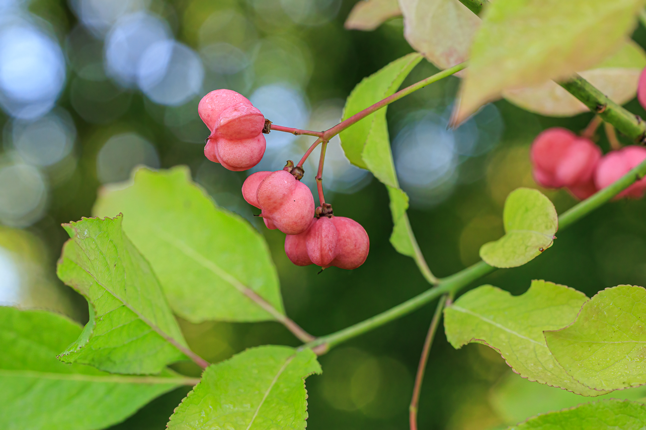 Breiblättriges Pfaffenhütchen [Euonymus latifolius]