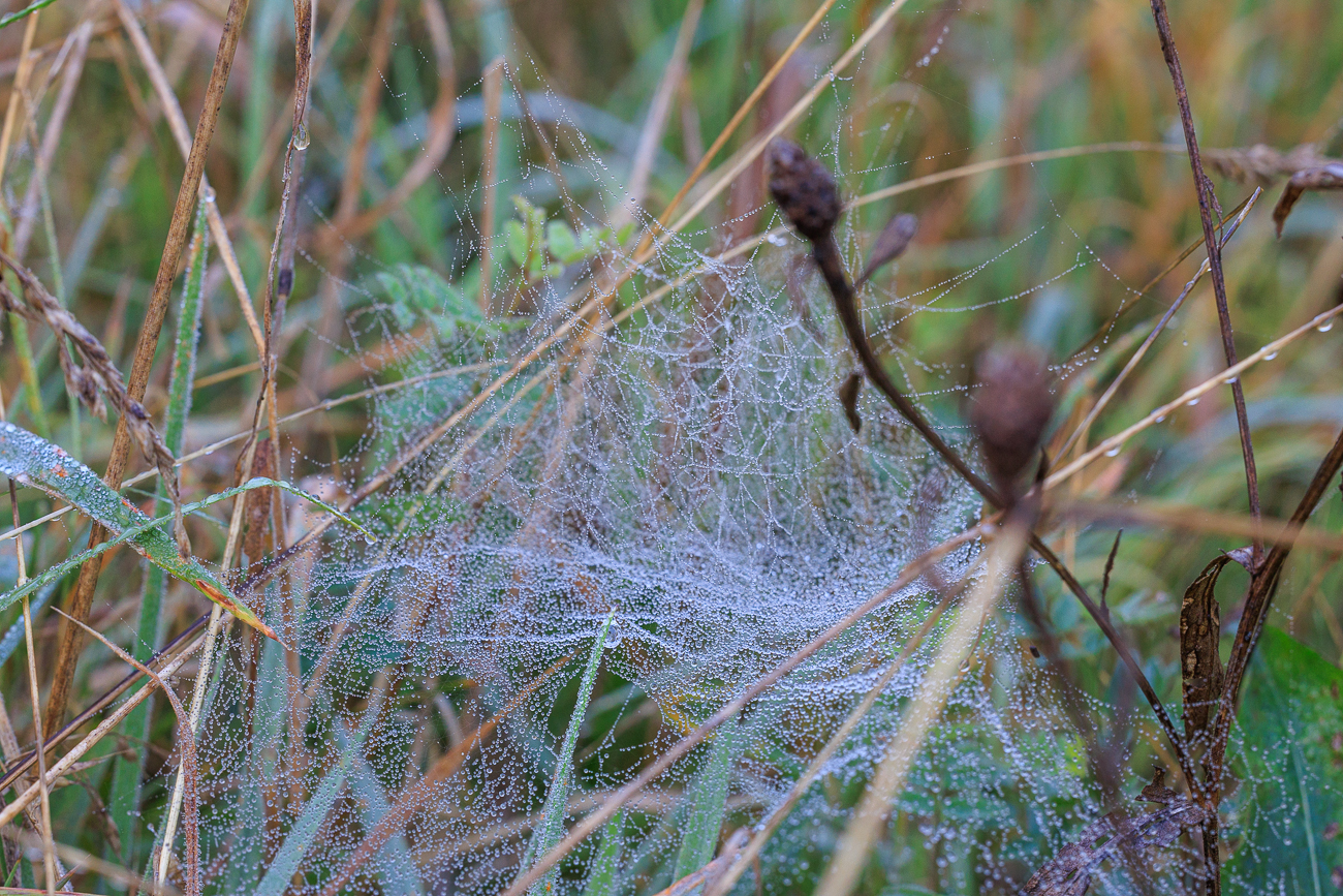 Netz der Baldachinspinne ...